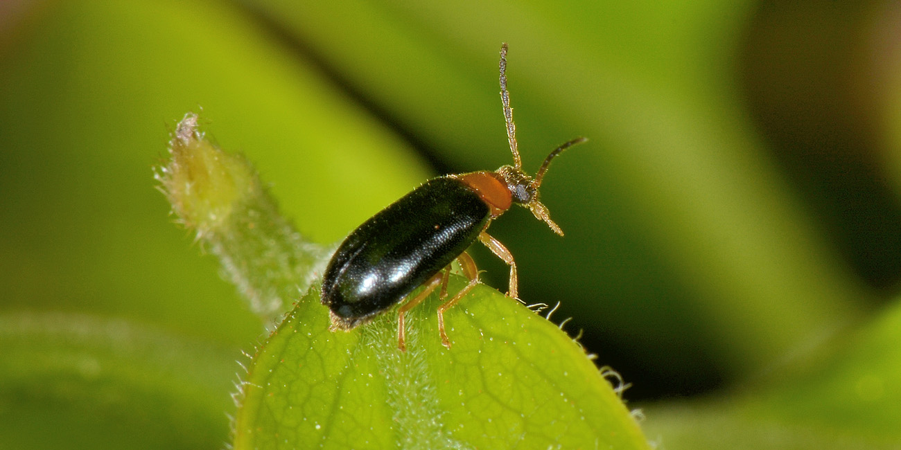 Melandryidae? S, Conopalpus brevicollis (vs, Chrysomelidae: Luperus/Calomicrus sp.).